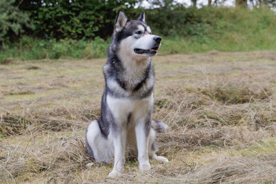 MuBalu, Alaskan Malamute - Rüde