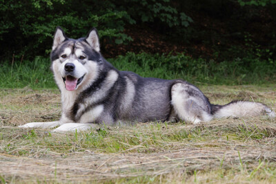 MuBalu, Alaskan Malamute - Rüde