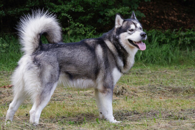 MuBalu, Alaskan Malamute - Rüde