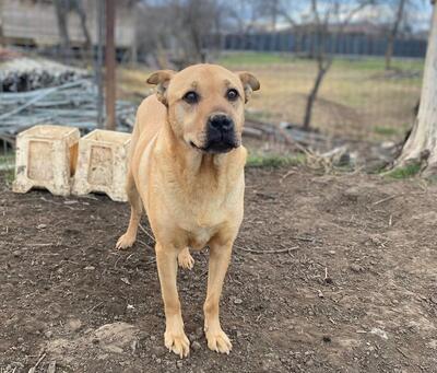 Muci, Shar-Pei-Mix - Hündin