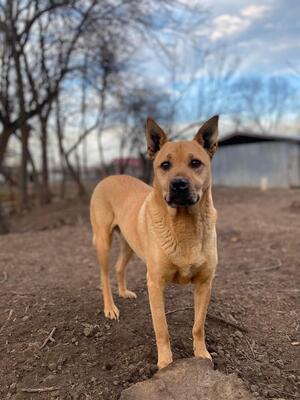 Muci, Shar-Pei-Mix - Hündin