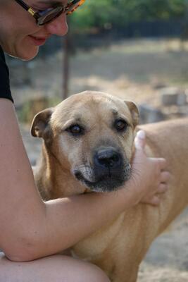 Muci, Shar-Pei-Mix - Hündin