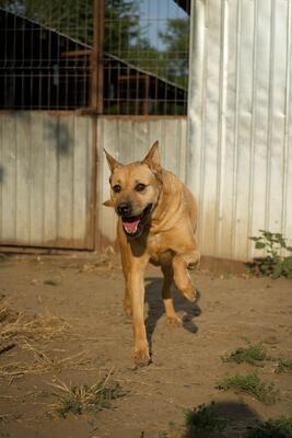Muci, Shar-Pei-Mix - Hündin
