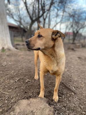 Muci, Shar-Pei-Mix - Hündin