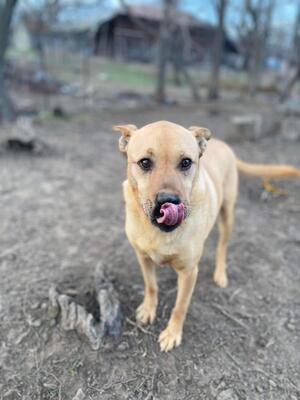Muci, Shar-Pei-Mix - Hündin