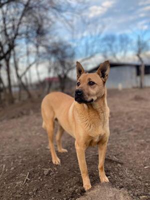 Muci, Shar-Pei-Mix - Hündin