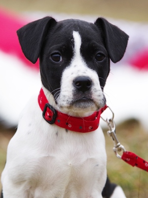 Muffin, Dackel/Bulldoggen oder Staff Mädl Welpen - Hündin