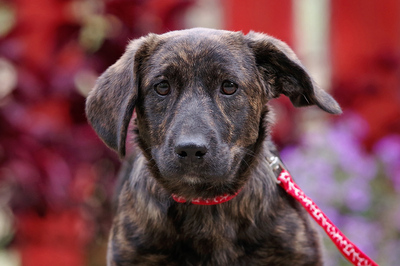 Muffin, Dackelmischling Welpen - Hündin