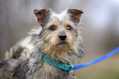 Muffin, Yorki-Terrier-Mischling - Hündin