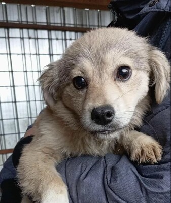 🐾 Muffin – kleiner Herzensbrecher mit hübscher Maske sucht sein Glück, Mischling Welpen - Rüde