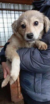 🐾 Muffin – kleiner Herzensbrecher mit hübscher Maske sucht sein Glück, Mischling Welpen - Rüde