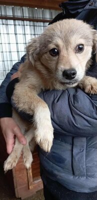 🐾 Muffin – kleiner Herzensbrecher mit hübscher Maske sucht sein Glück, Mischling Welpen - Rüde