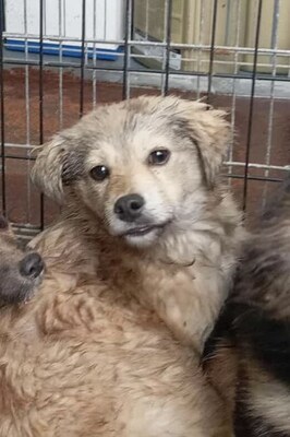 🐾 Muffin – kleiner Herzensbrecher mit hübscher Maske sucht sein Glück, Mischling Welpen - Rüde