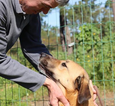 Muffin (weibl.), sucht liebevolle und geduldige Menschen!, Mischling - Hündin 1