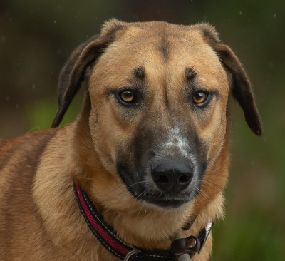 Muffin (weibl.), sucht liebevolle und geduldige Menschen!, Muffin - Hündin