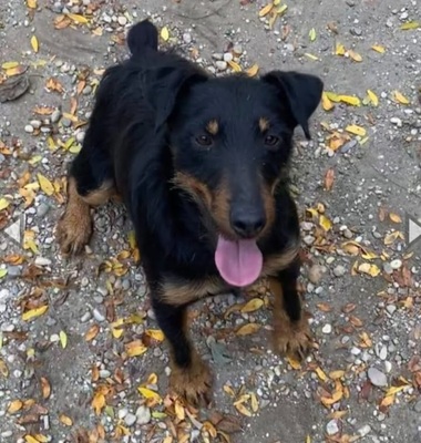 Muki, Jagdterrier - Rüde