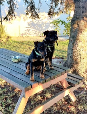 Muki, Jagdterrier - Rüde