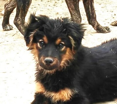 Mukk sucht ihre Familie..., Mischling Welpen - Hündin