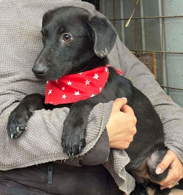 Mulan, Mischling - Hündin