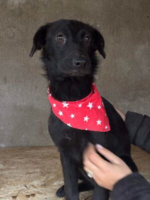 Mulan, Mischling - Hündin