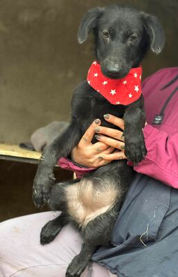 Mulan, Mischling - Hündin