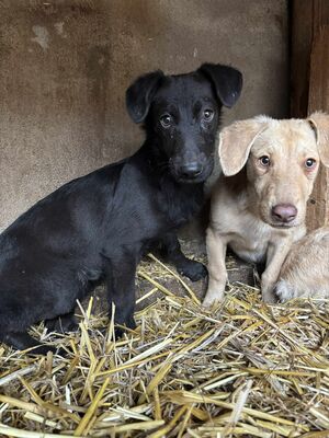 Mulan, Mischling - Hündin