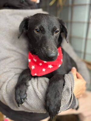 Mulan, Mischling - Hündin