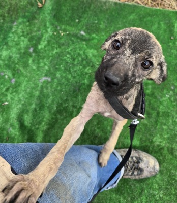 Mulan, Mix - Hündin