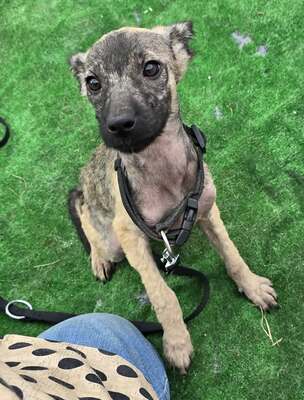 Mulan, Mix - Hündin