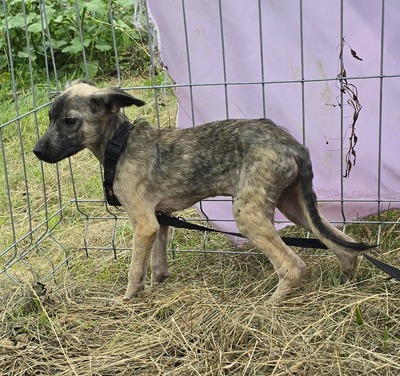 Mulan, Mix - Hündin