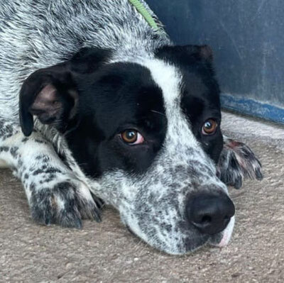 Munir (m)-aktiv, lieb, Mischling - Rüde