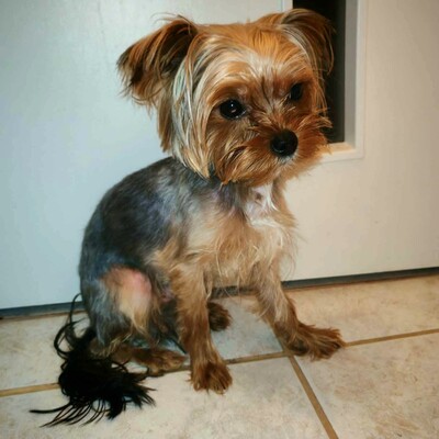 💥Murphy Yorkshire Terrier  ist verspielt und freundlich, versteht sich mit allen Hunden und wäre auch für eine Familie mit Kindern geeignet 💥