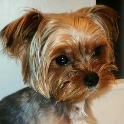 💥Murphy Yorkshire Terrier ist verspielt und freundlich, versteht sich mit allen Hunden und wäre auch für eine Familie mit Kindern geeignet 💥, Yorkshire Terrier - Rüde