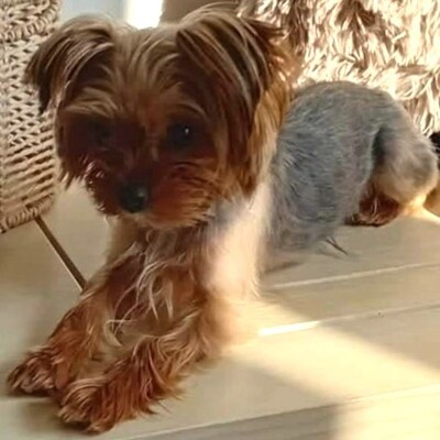 💥Murphy Yorkshire Terrier ist verspielt und freundlich, versteht sich mit allen Hunden und wäre auch für eine Familie mit Kindern geeignet 💥, Yorkshire Terrier - Rüde
