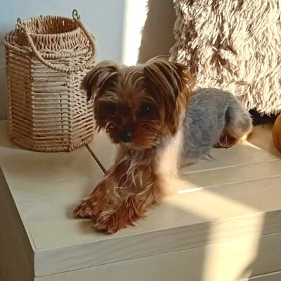 💥Murphy Yorkshire Terrier ist verspielt und freundlich, versteht sich mit allen Hunden und wäre auch für eine Familie mit Kindern geeignet 💥, Yorkshire Terrier - Rüde