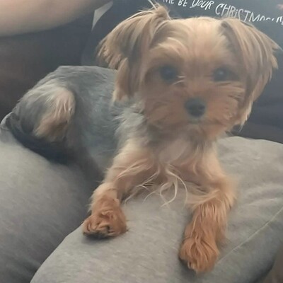 💥Murphy Yorkshire Terrier ist verspielt und freundlich, versteht sich mit allen Hunden und wäre auch für eine Familie mit Kindern geeignet 💥, Yorkshire Terrier - Rüde