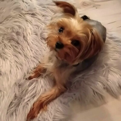 💥Murphy Yorkshire Terrier ist verspielt und freundlich, versteht sich mit allen Hunden und wäre auch für eine Familie mit Kindern geeignet 💥, Yorkshire Terrier - Rüde