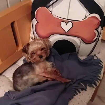 💥Murphy Yorkshire Terrier ist verspielt und freundlich, versteht sich mit allen Hunden und wäre auch für eine Familie mit Kindern geeignet 💥, Yorkshire Terrier - Rüde