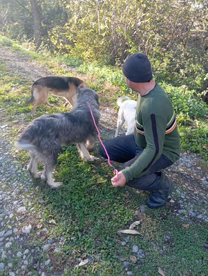 Murphy – ein herzensguter Rüde sucht sein Für-immer-Zuhause 🐾, Mischling - Rüde