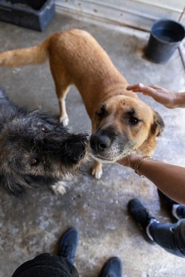 Murphy – ein herzensguter Rüde sucht sein Für-immer-Zuhause 🐾, Mischling - Rüde