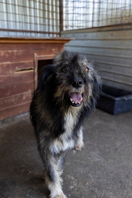 Murphy – ein herzensguter Rüde sucht sein Für-immer-Zuhause 🐾, Mischling - Rüde