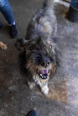 Murphy – ein herzensguter Rüde sucht sein Für-immer-Zuhause 🐾, Mischling - Rüde