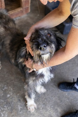 Murphy – ein herzensguter Rüde sucht sein Für-immer-Zuhause 🐾, Mischling - Rüde