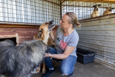 Murphy – ein herzensguter Rüde sucht sein Für-immer-Zuhause 🐾, Mischling - Rüde