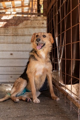 🐾 Musketier – eine für alle, alle für Musketier! ⚔️🐶