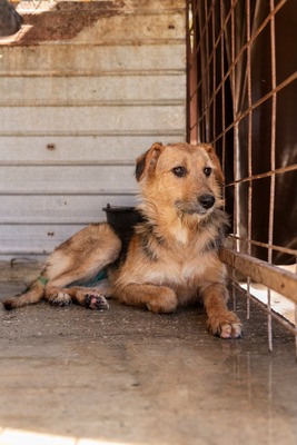 🐾 Musketier – eine für alle, alle für Musketier! ⚔️🐶, Mischling - Hündin