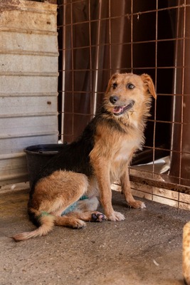 🐾 Musketier – eine für alle, alle für Musketier! ⚔️🐶, Mischling - Hündin