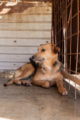 🐾 Musketier – eine für alle, alle für Musketier! ⚔️🐶, Mischling - Hündin