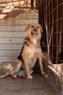 🐾 Musketier – eine für alle, alle für Musketier! ⚔️🐶, Mischling - Hündin