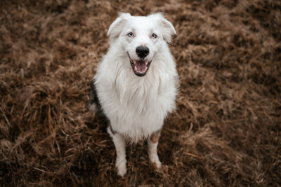 Mylino, Australien Shepard - Rüde